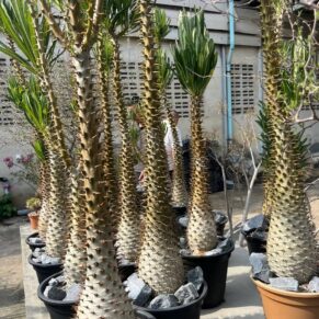 Pachypodium ambongense