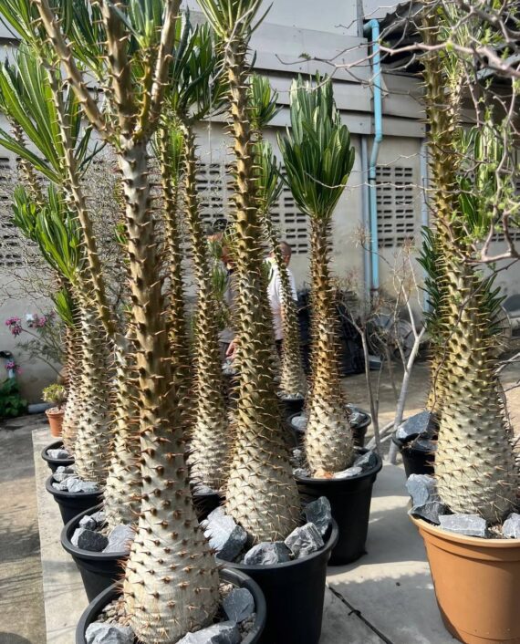 Pachypodium ambongense 20 Pachypodium ambongense / パキポディウム
