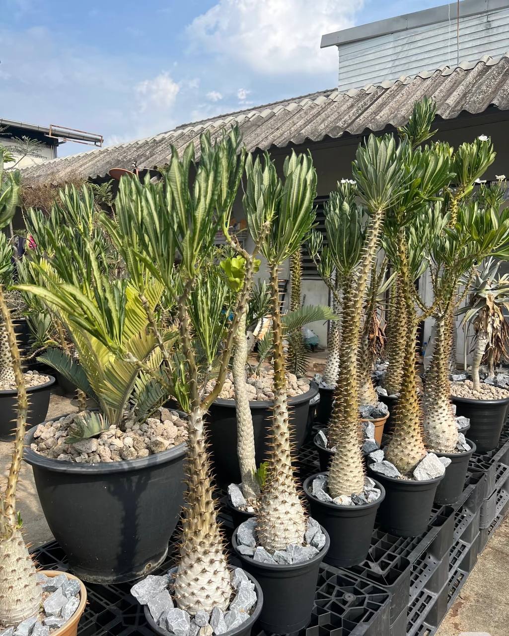 Pachypodium ambongense