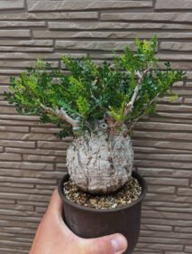 operculicarya pachypus 