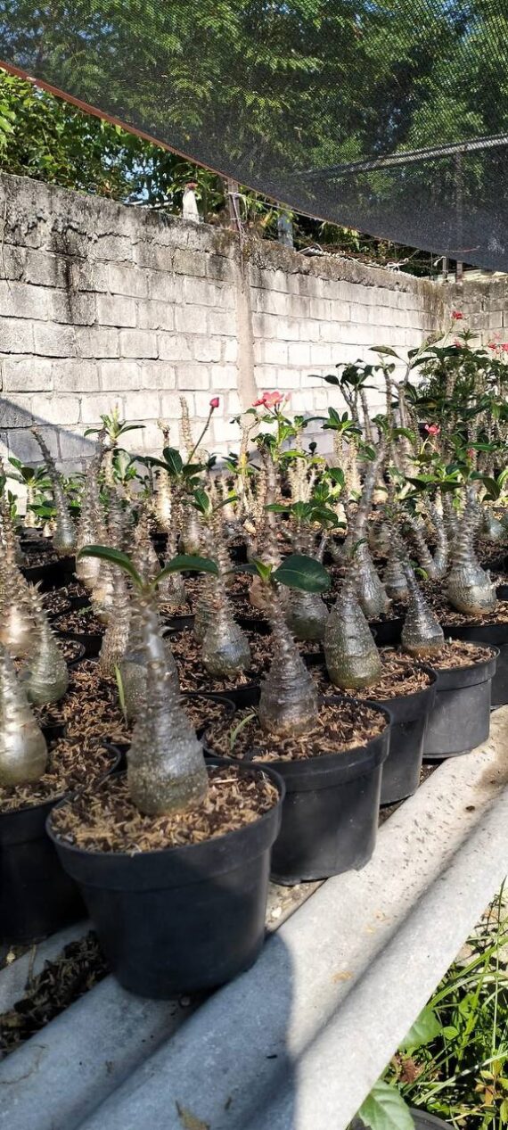 Pachypodium windsorii