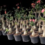 Pachypodium windsorii