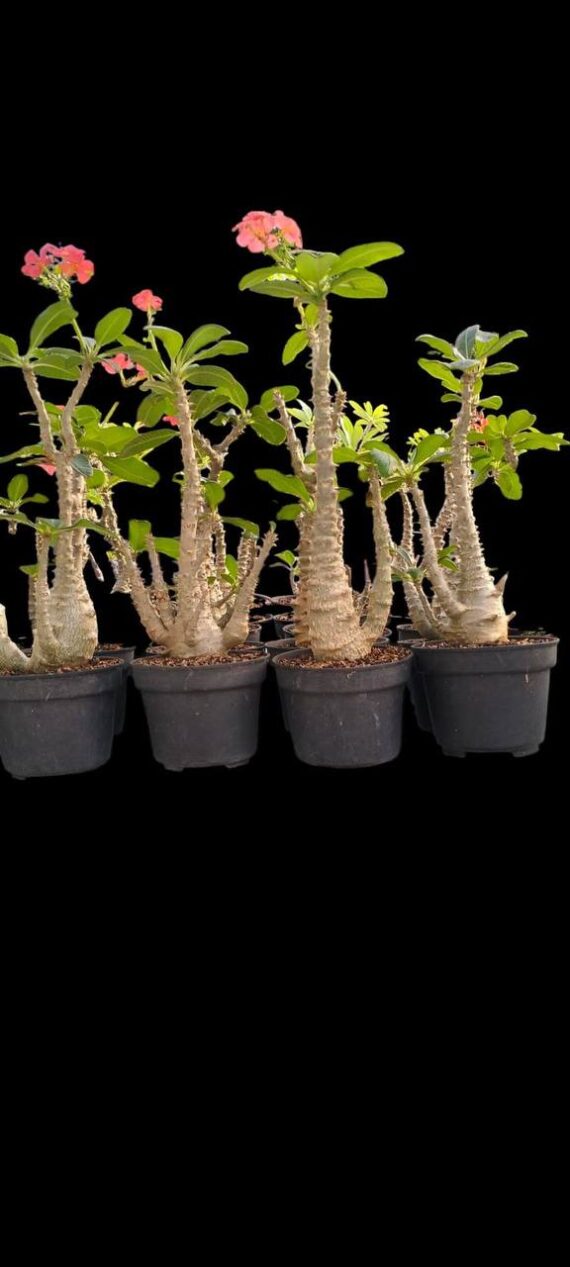 Pachypodium windsorii