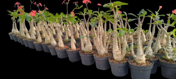 Pachypodium windsorii