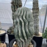 Euphorbia horrida