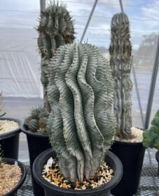 Euphorbia horrida