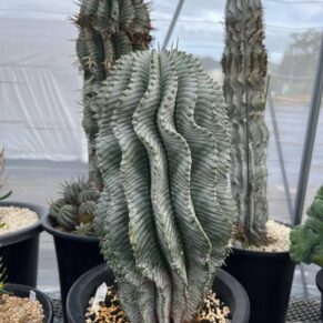 Euphorbia horrida