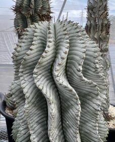 Euphorbia horrida