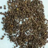 commiphora Sp.Epl