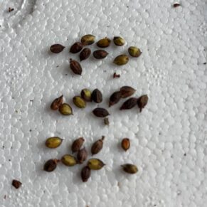 commiphora Sp.Epl