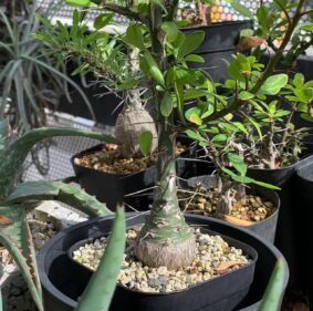 commiphora fasciculata