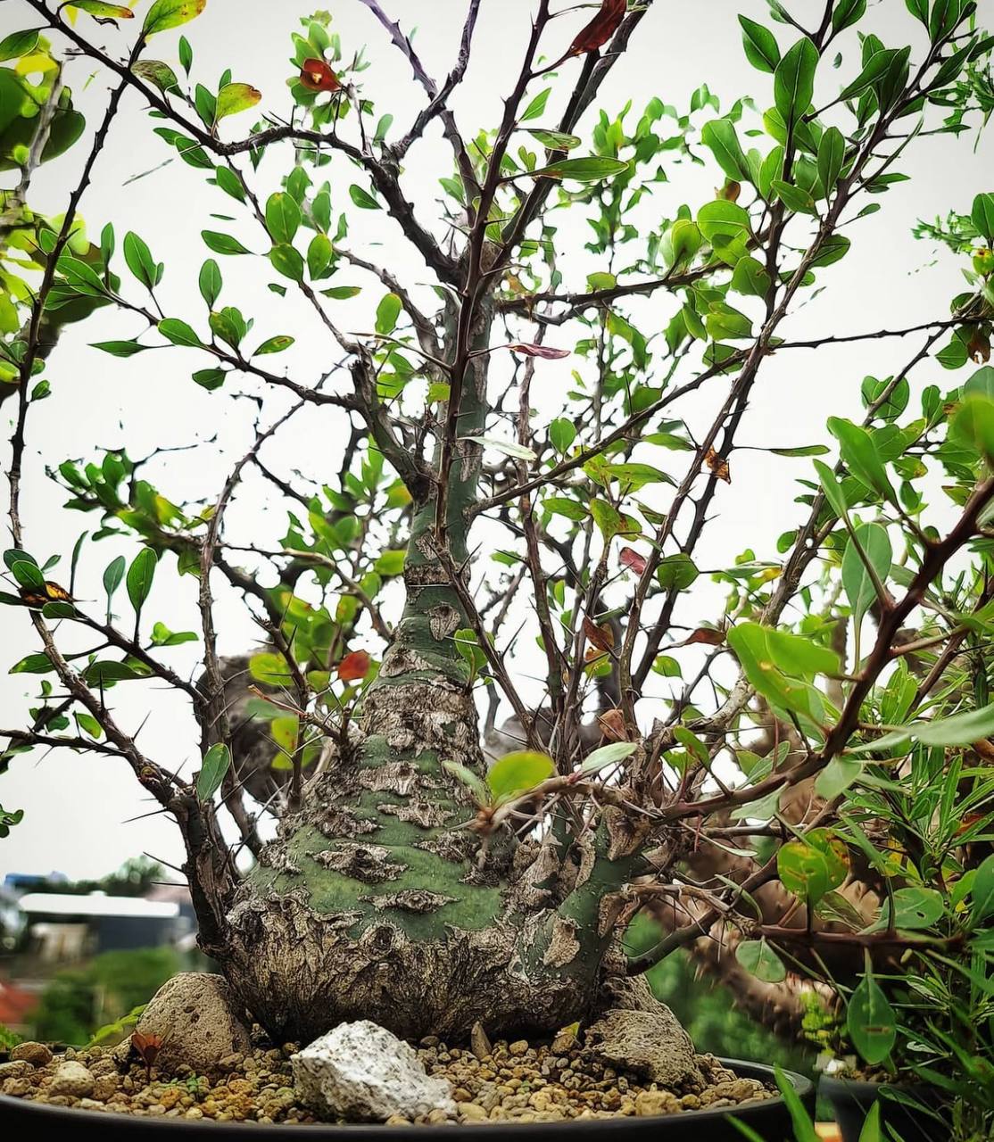 commiphora fasciculata