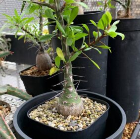 commiphora fasciculata