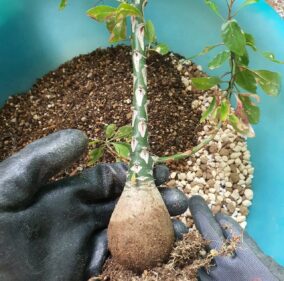 commiphora fasciculata