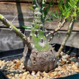 commiphora purpusii