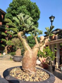 cyphostemma bertiforme