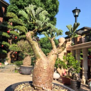 cyphostemma bertiforme