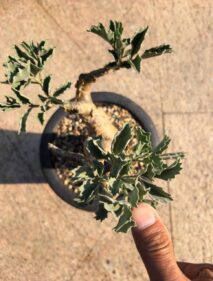 cyphostemma bertiforme