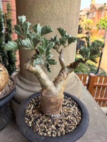 cyphostemma bertiforme