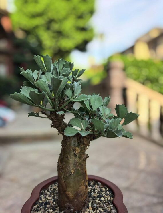 cyphostemma bertiforme