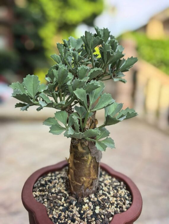 cyphostemma bertiforme