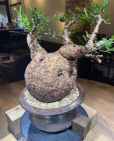 Operculicarya Pachypus