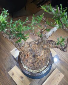 Operculicarya Pachypus