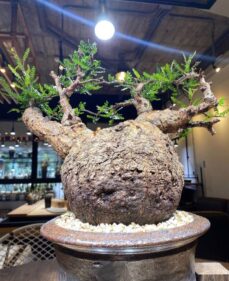 Operculicarya Pachypus