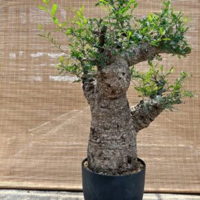 operculicarya pachypus
