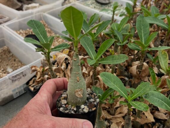 Adenium arabicum