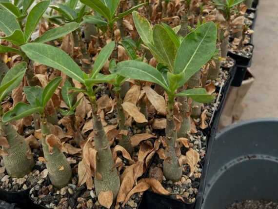 Adenium arabicum