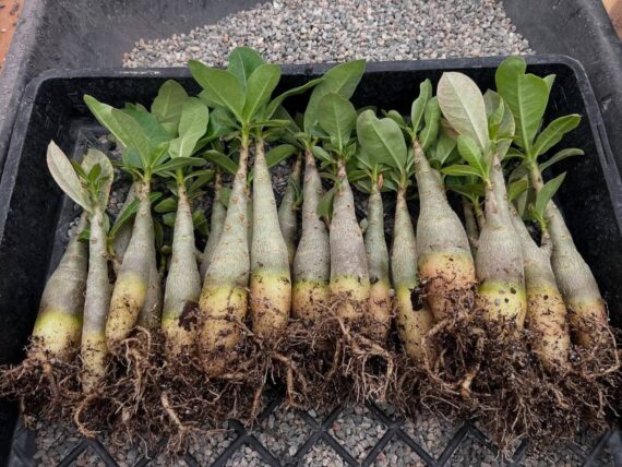 Adenium arabicum