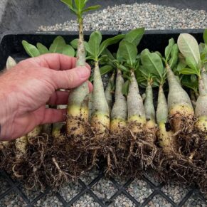 Adenium arabicum