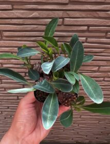 Euphorbia bupleurifolia