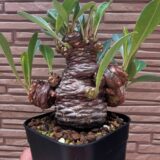 Euphorbia bupleurifolia