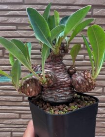 Euphorbia bupleurifolia