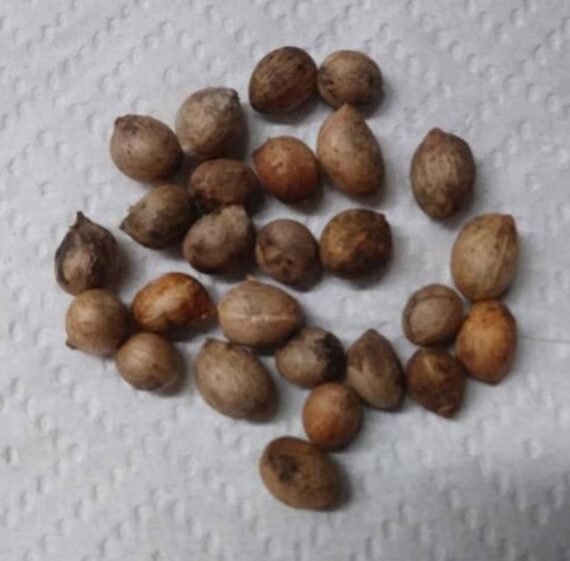 cuban royal paml seeds