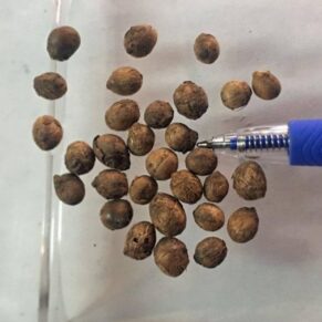 cuban royal palm seeds