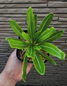 pachypodium ambongense