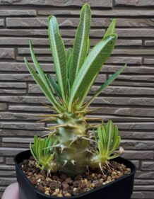 pachypodium ambongense
