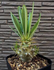 pachypodium ambongense