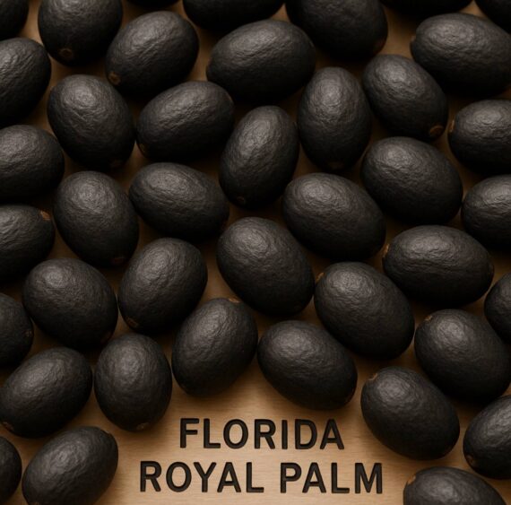 Florida Royal Palm
