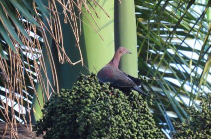 puerto rican royal palm