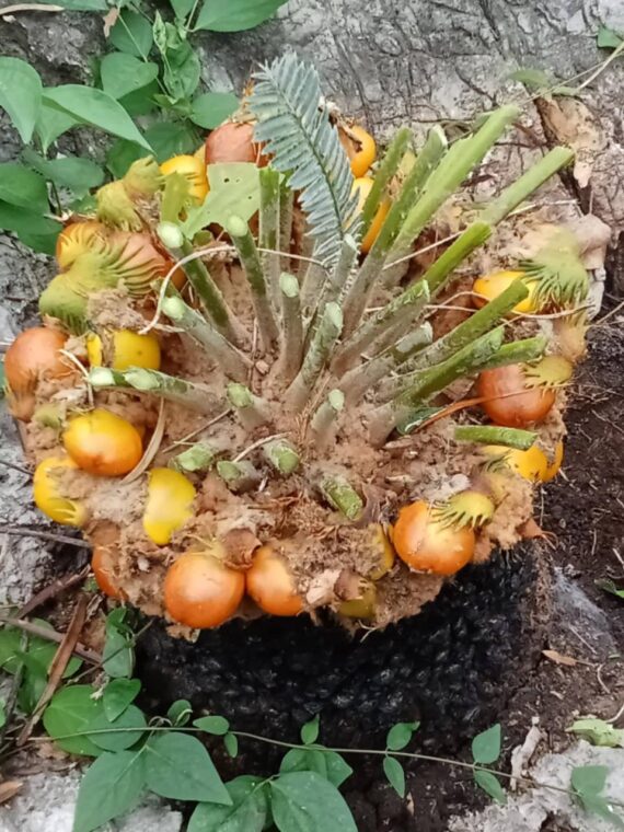 cycas siamensis sp silver