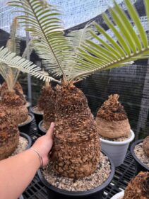 cycas siamensis sp silver