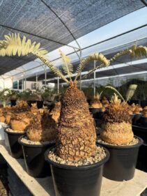 cycas siamensis sp silver
