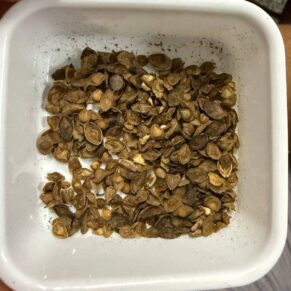 Boswellia soco x nana