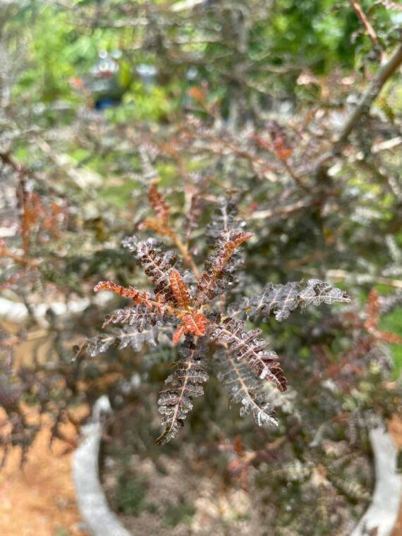Boswellia soco x nana