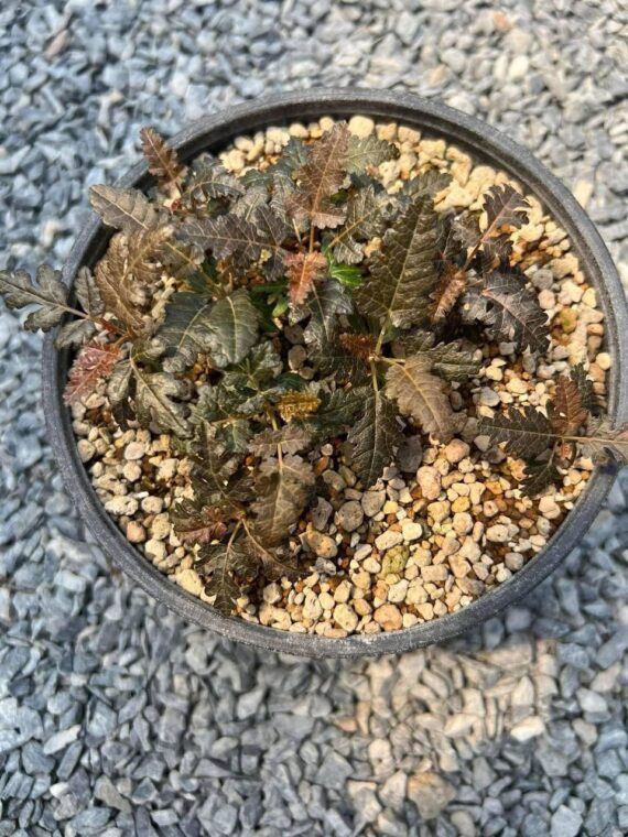 Boswellia soco x nana