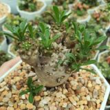 euphorbia japonica